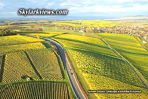 yellow vineyards