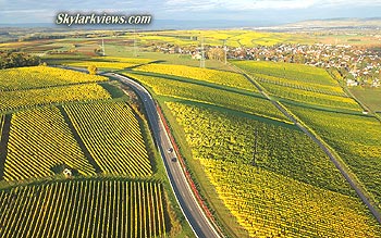yellow vineyards